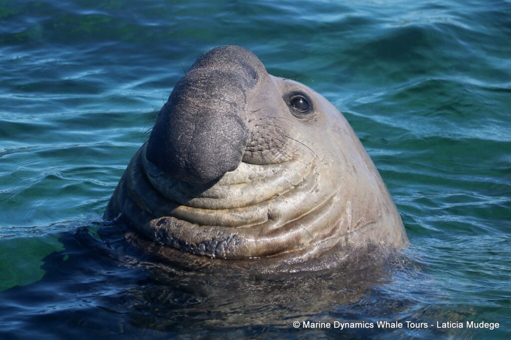 elephant seal, whale watching, gansbaai, south africa