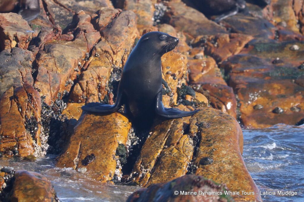 cape fur seal, whale watching, gansbaai, south africa