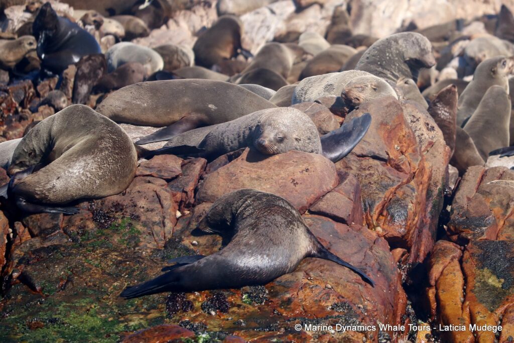 cape fur seal, whale watching, gansbaai, south africa