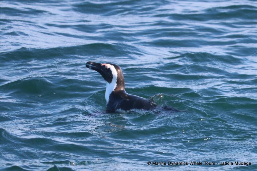 african penguin, whale watching, gansbaai, south africa