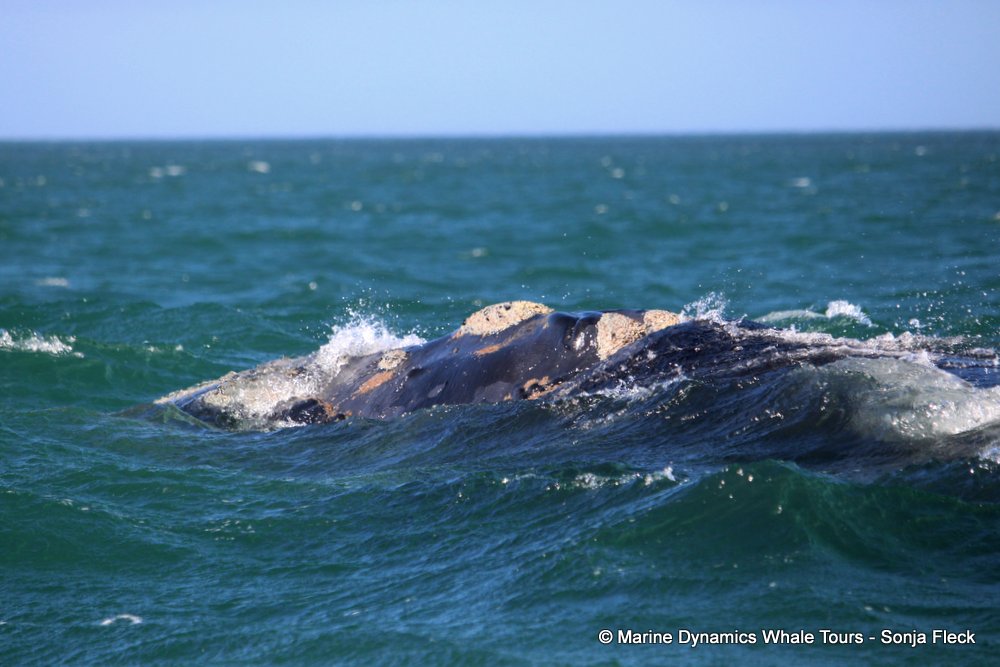 Southern right whale, whale watching, gansbaai, south africa,