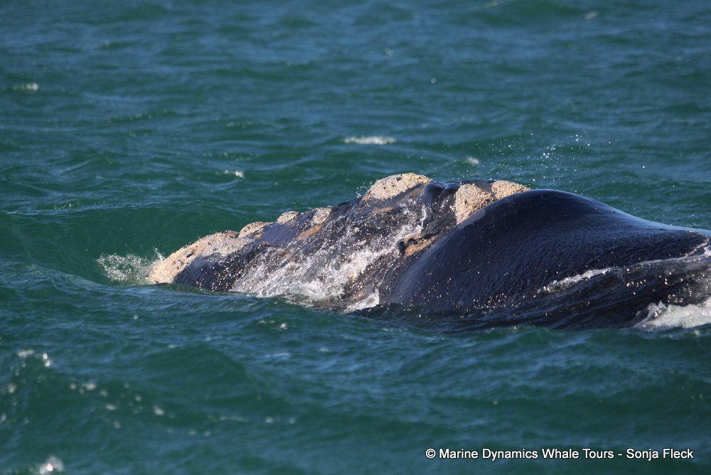 Southern right whale, whale watching, gansbaai, south africa,