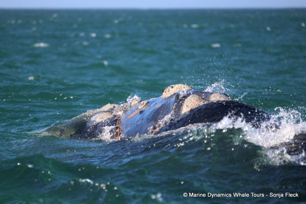 Southern right whale, whale watching, gansbaai, south africa,