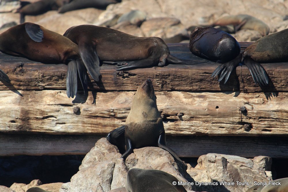 cape fur seal, whale watching, gansbaai, south africa