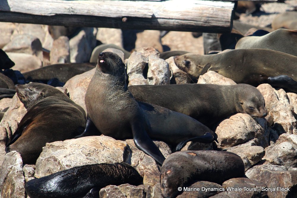 cape fur seal, whale watching, gansbaai, south africa
