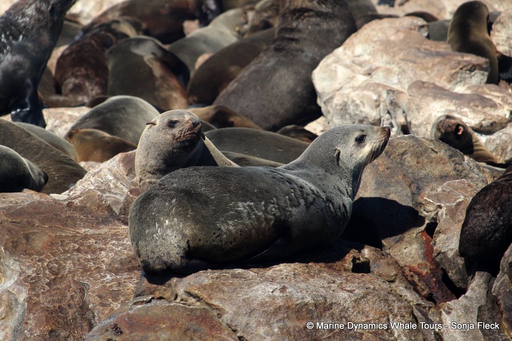 cape fur seal, whale watching, gansbaai, south africa