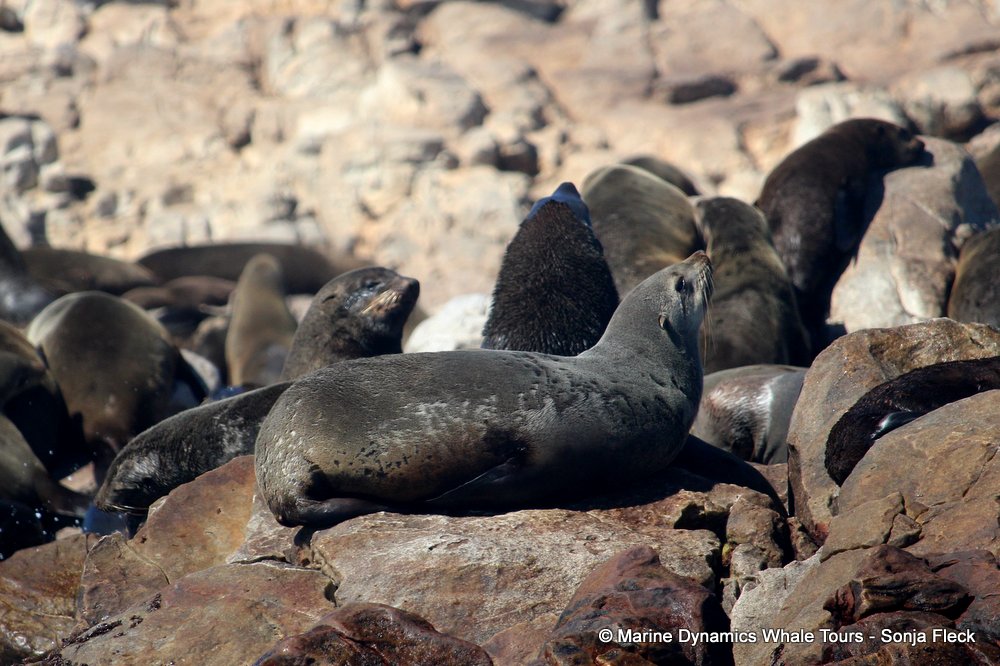 cape fur seal, whale watching, gansbaai, south africa