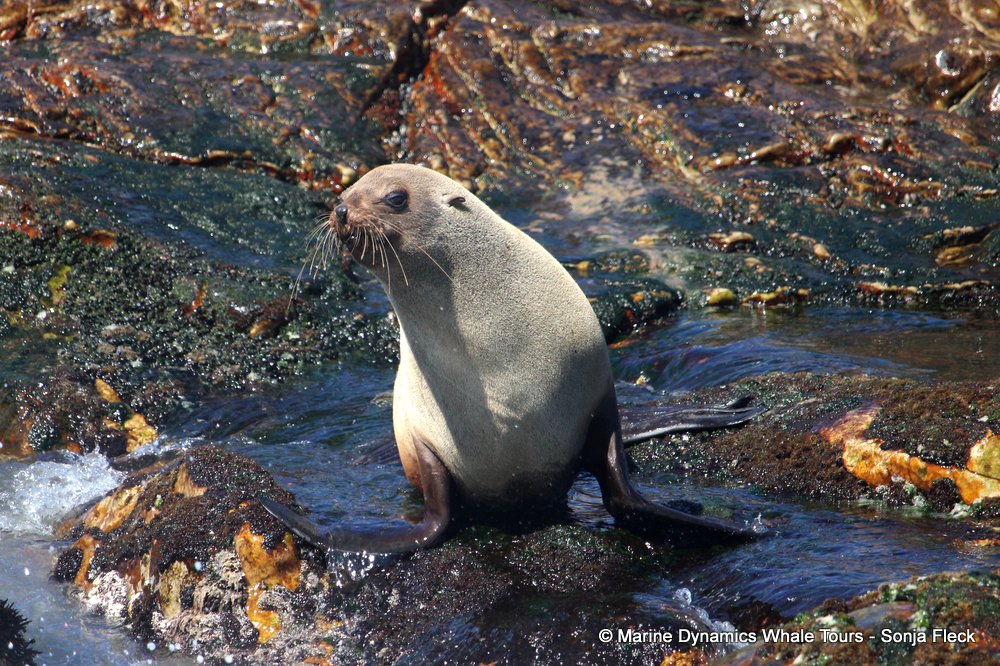 cape fur seal, whale watching, gansbaai, south africa