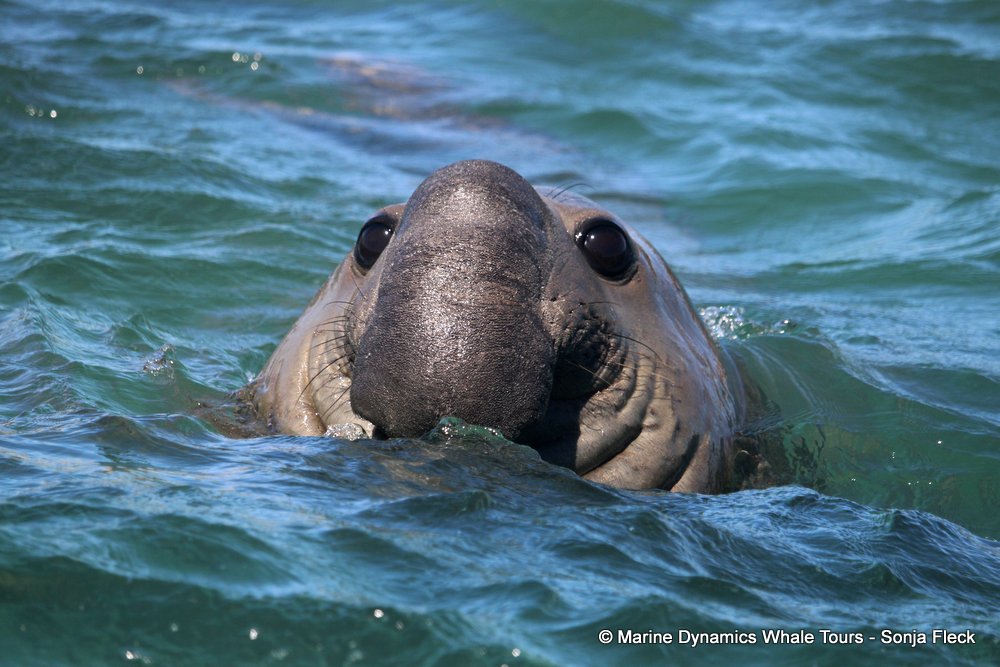 cape fur seal, whale watching, gansbaai, south africa