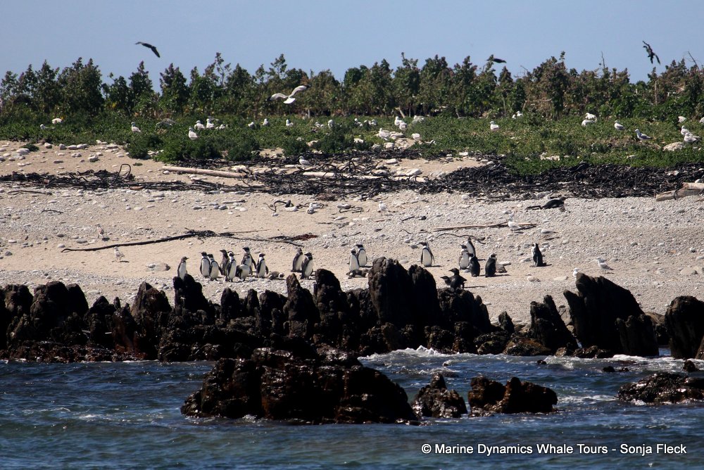 african penguin, whale watching, gansbaai, south africa