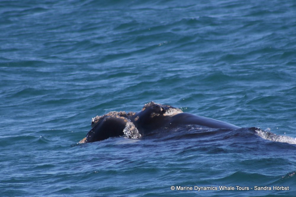 Southern right whale, whale watching, gansbaai, south africa,