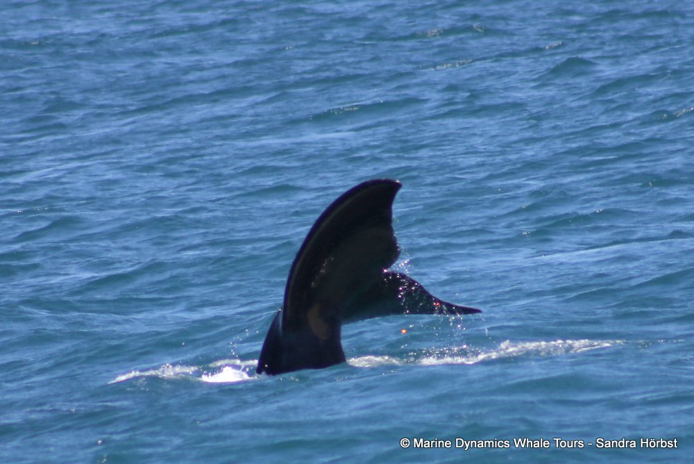 Southern right whale, whale watching, gansbaai, south africa,