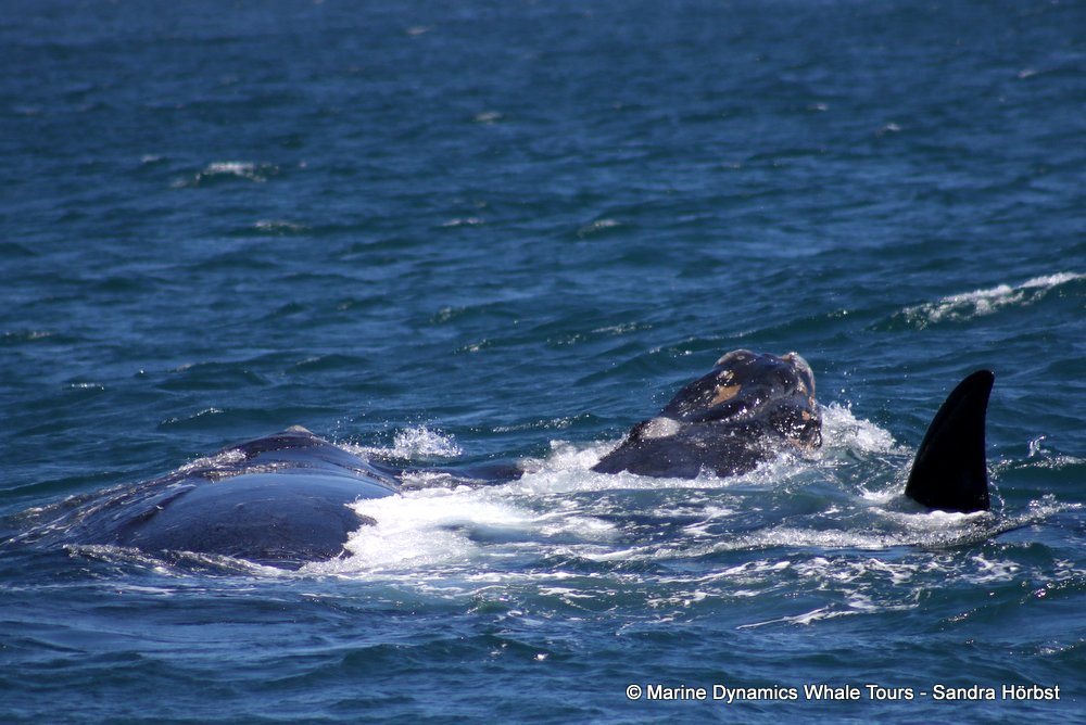 Southern right whale, whale watching, gansbaai, south africa,