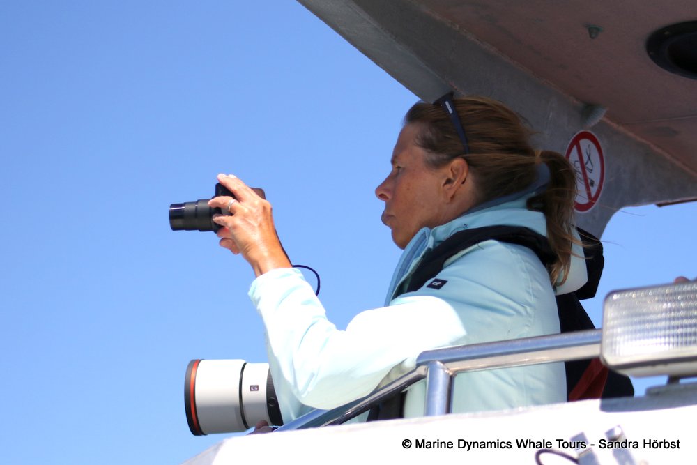 people, whale watching, gansbaai, south africa