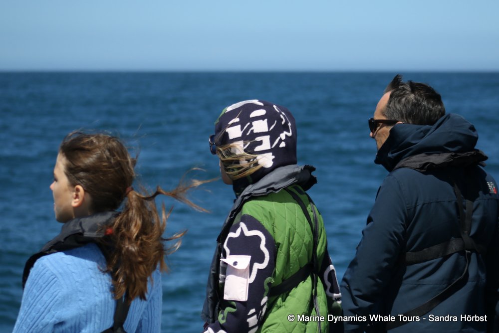 penguins, whale watching, gansbaai, south africa,
