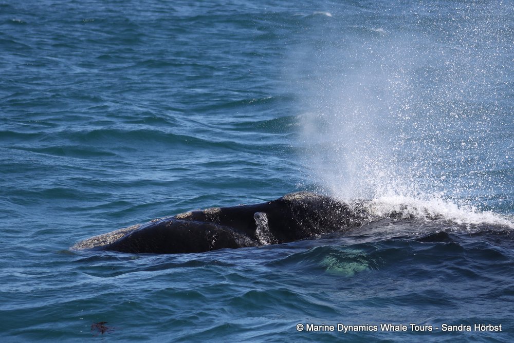 Southern right whale, whale watching, gansbaai, south africa,
