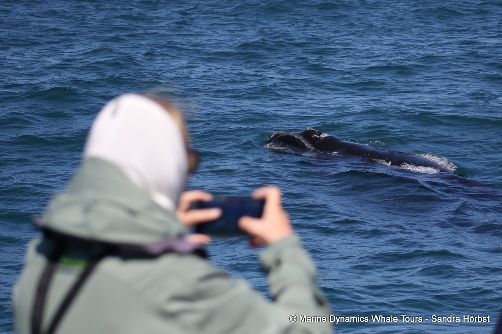 Southern right whale, whale watching, gansbaai, south africa,