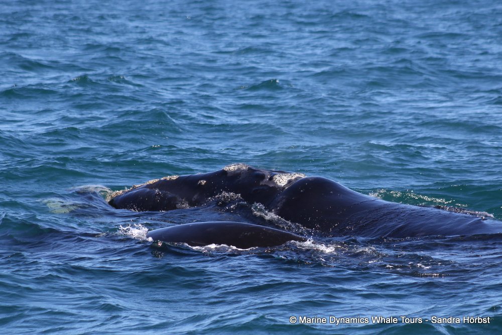 Southern right whale, whale watching, gansbaai, south africa,