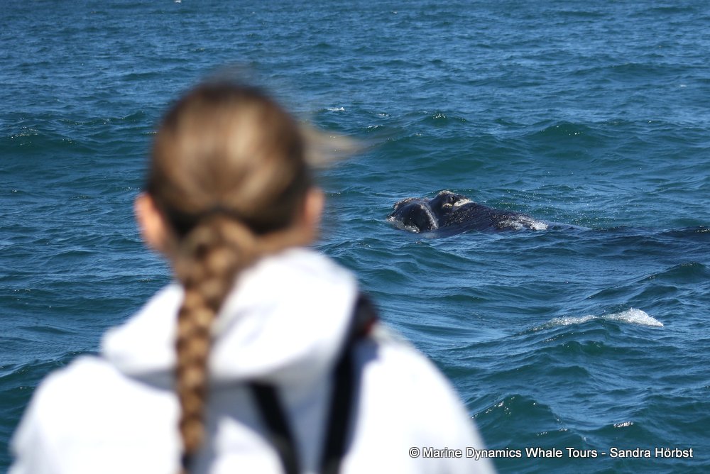 Southern right whale, whale watching, gansbaai, south africa,