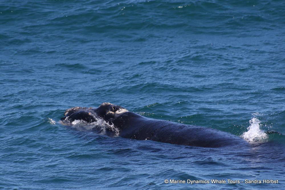 Southern right whale, whale watching, gansbaai, south africa,