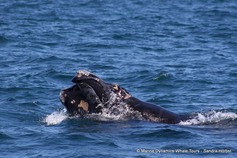 Southern right whale, whale watching, gansbaai, south africa,