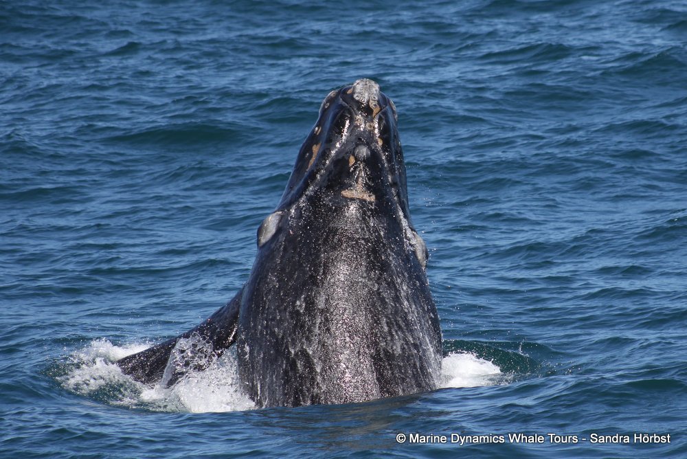 Southern right whale, whale watching, gansbaai, south africa,