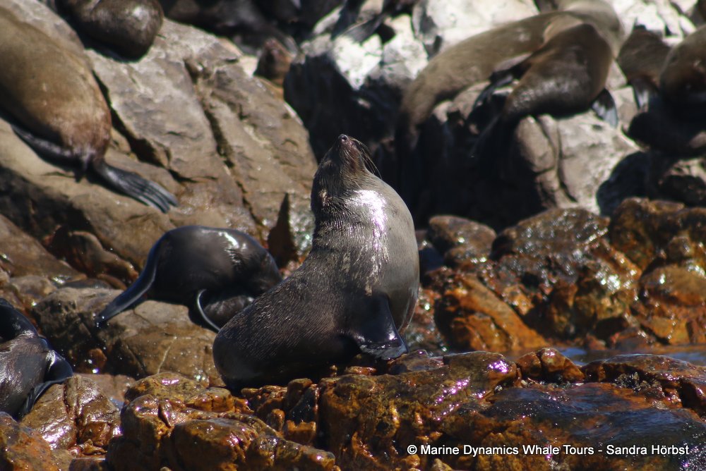 cape fur seal, whale watching, gansbaai, south africa