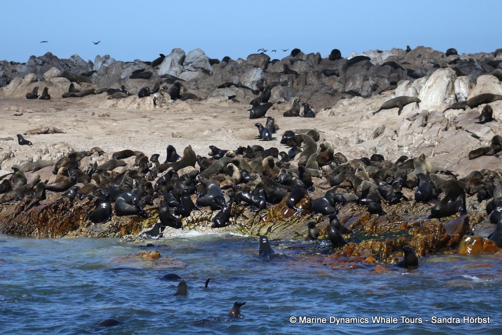 cape fur seal, whale watching, gansbaai, south africa