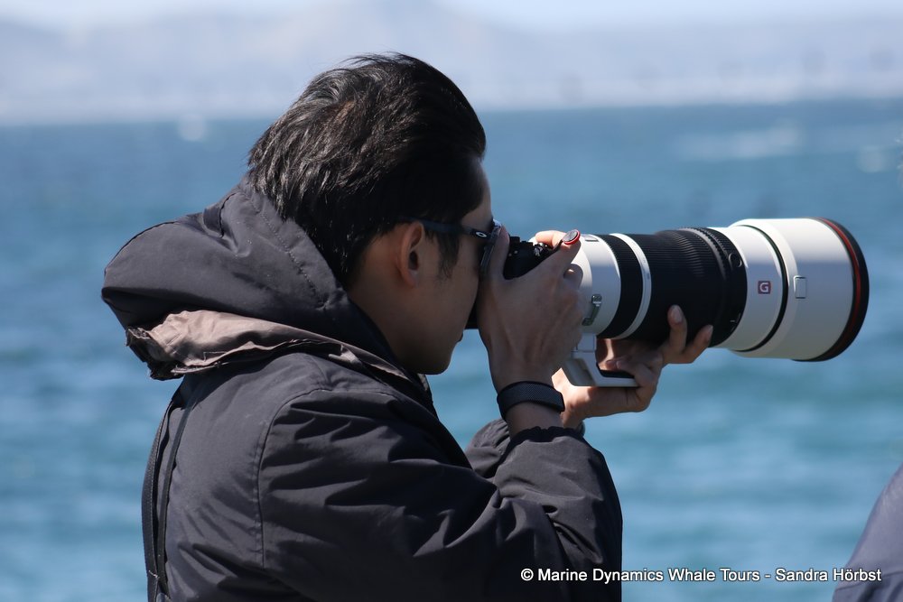 people, whale watching, gansbaai, south africa