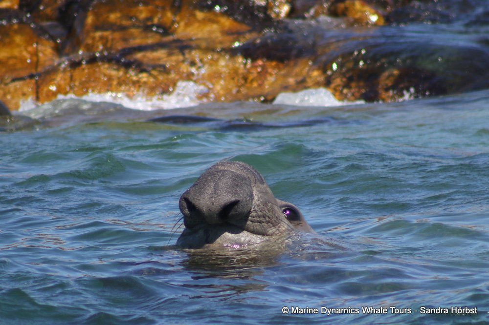 seal, whale watching, gansbaai, south africa