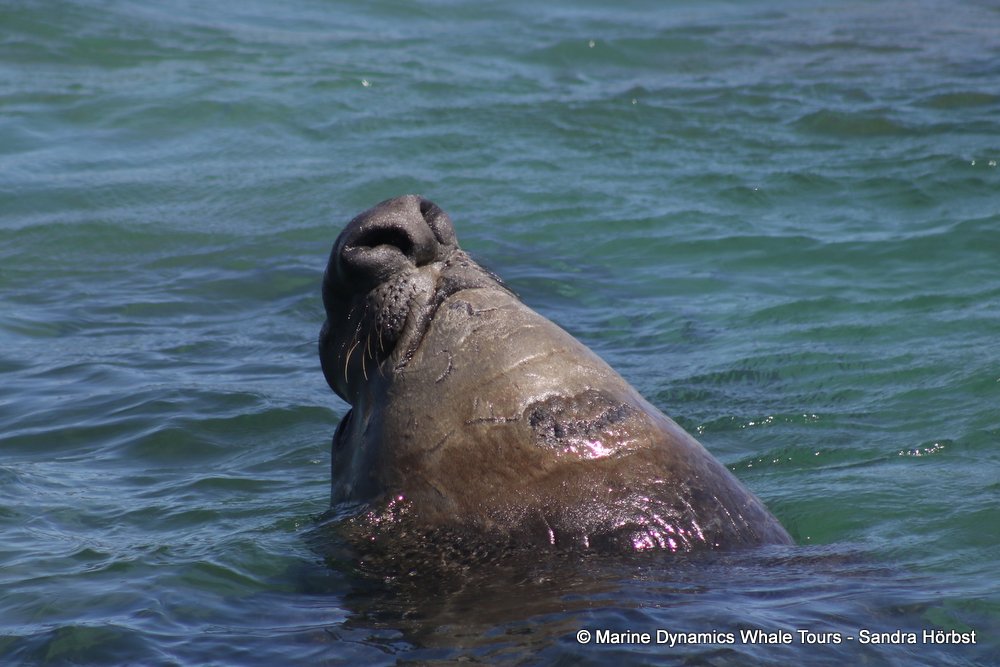 elephant seal, whale watching, gansbaai, south africa,