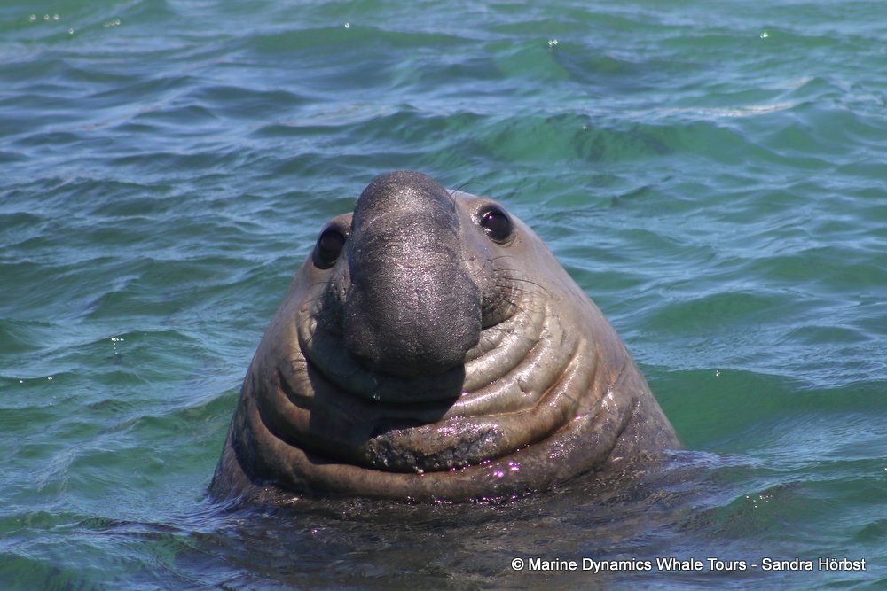 elephant seal, whale watching, gansbaai, south africa