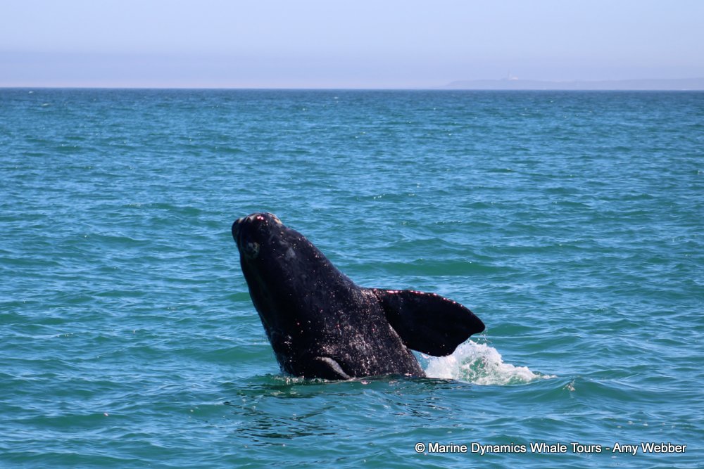 Southern right whale, whale watching, gansbaai, south africa,