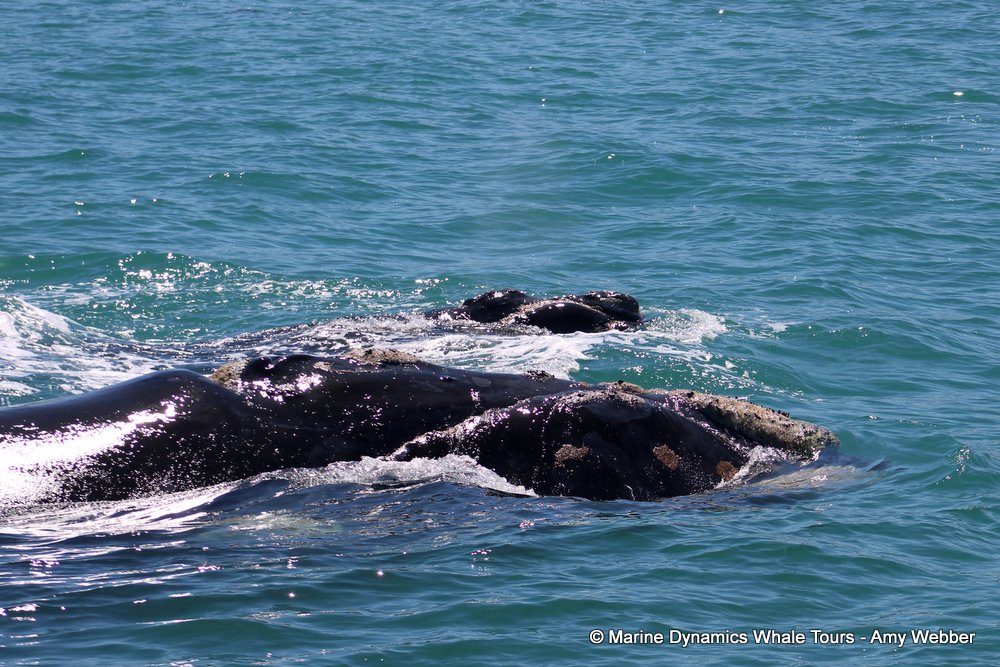Southern right whale, whale watching, gansbaai, south africa,