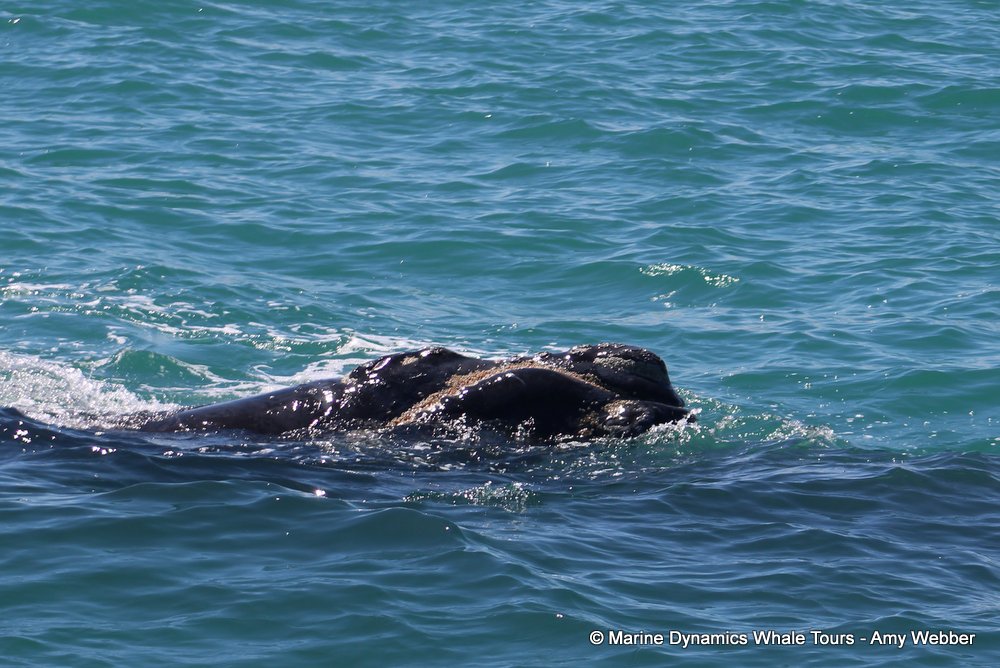 Southern right whale, whale watching, gansbaai, south africa,