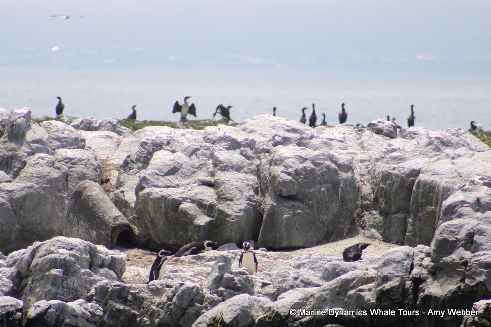 penguins, whale watching, gansbaai, south africa,