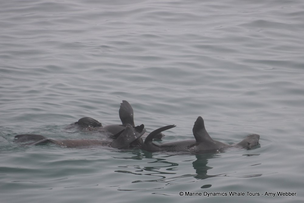cape fur seal, whale watching, gansbaai, south africa