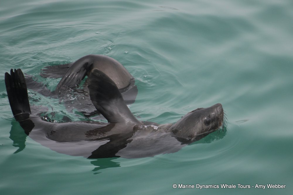 cape fur seal, whale watching, gansbaai, south africa