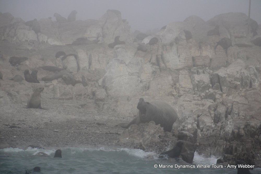 elephant seal, whale watching, gansbaai, south africa