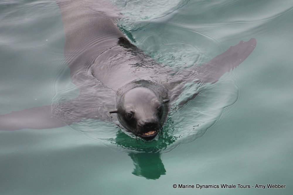 cape fur seal, whale watching, gansbaai, south africa