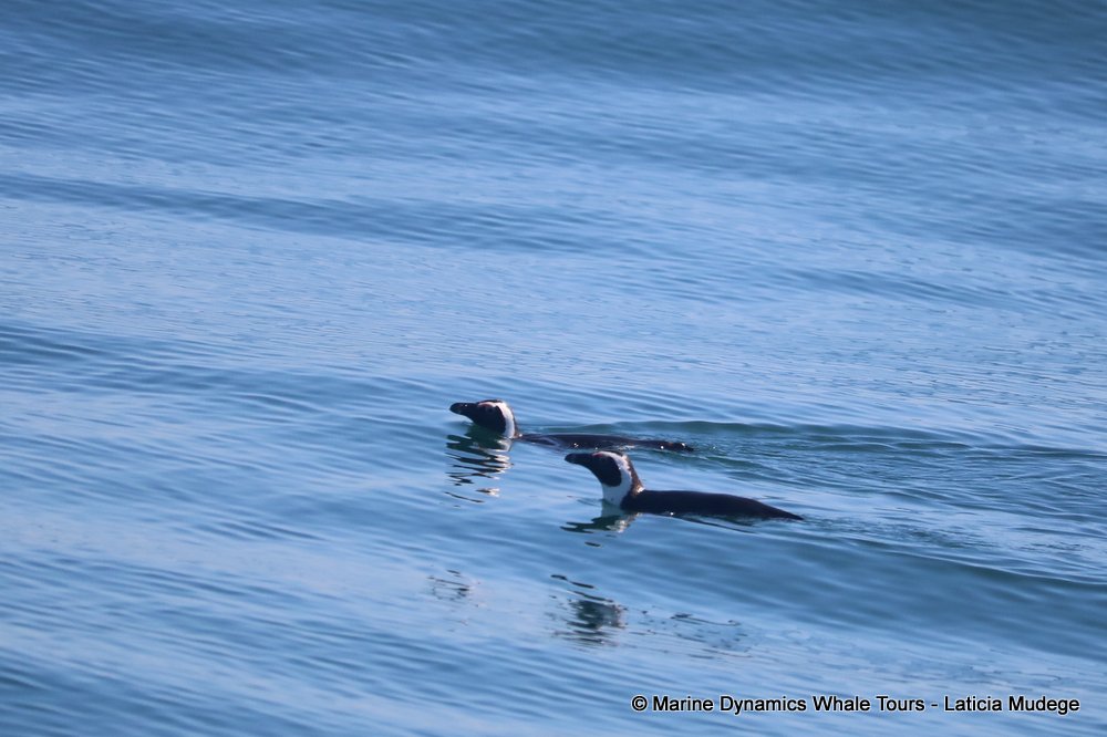 penguins, whale watching, gansbaai, south africa,
