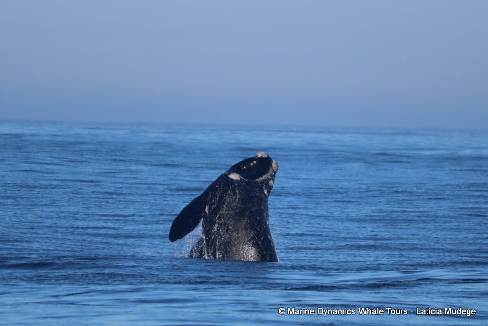 Southern right whale, whale watching, gansbaai, south africa,
