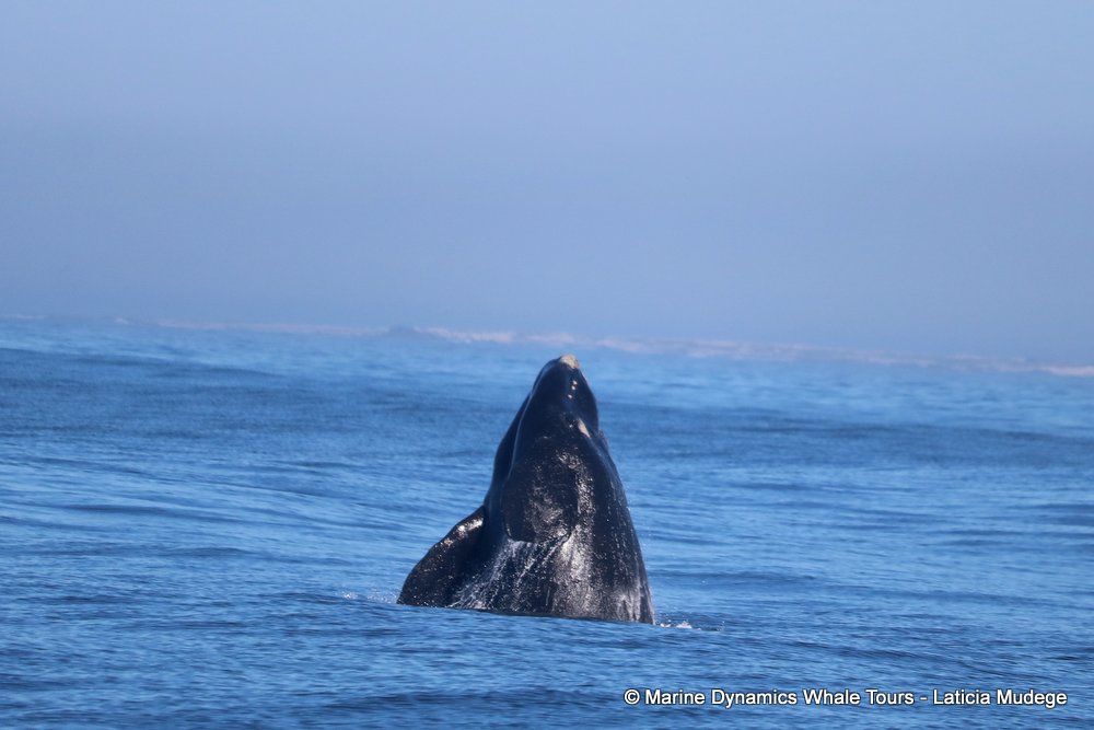 Southern right whale, whale watching, gansbaai, south africa,