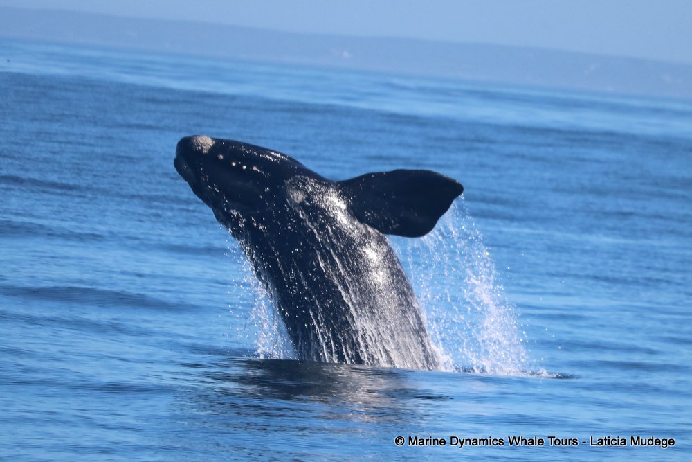 Southern right whale, whale watching, gansbaai, south africa,