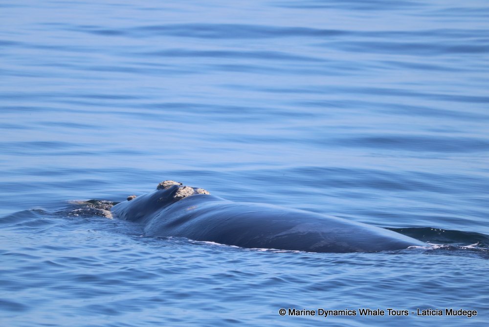 Southern right whale, whale watching, gansbaai, south africa,