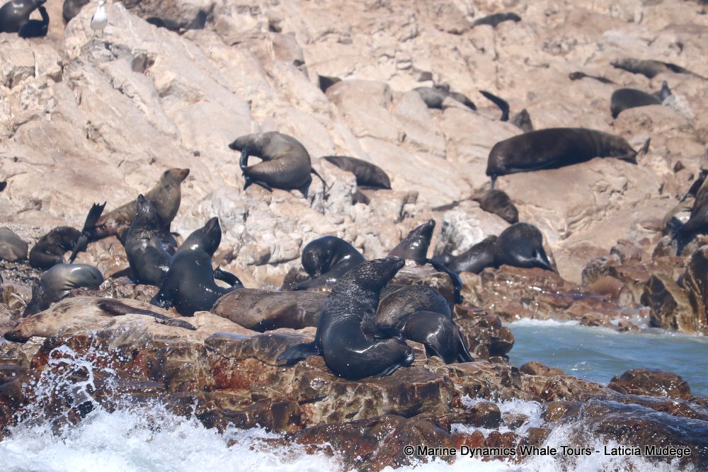cape fur seal, whale watching, gansbaai, south africa