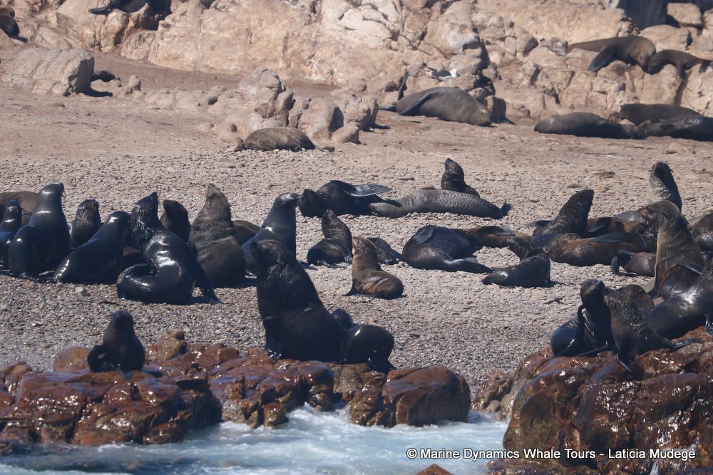 cape fur seal, whale watching, gansbaai, south africa