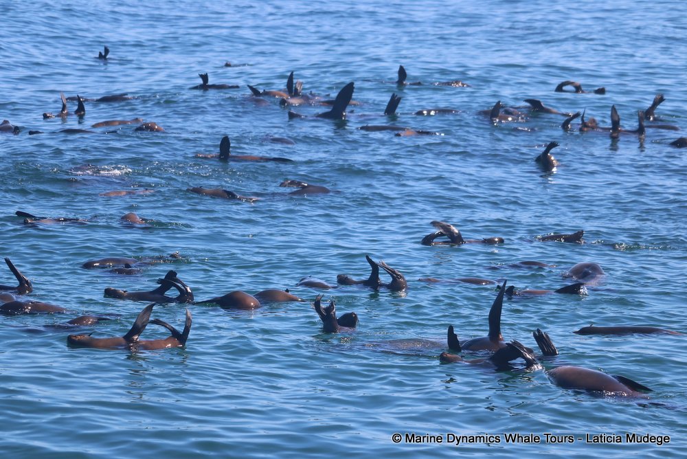 cape fur seal, whale watching, gansbaai, south africa