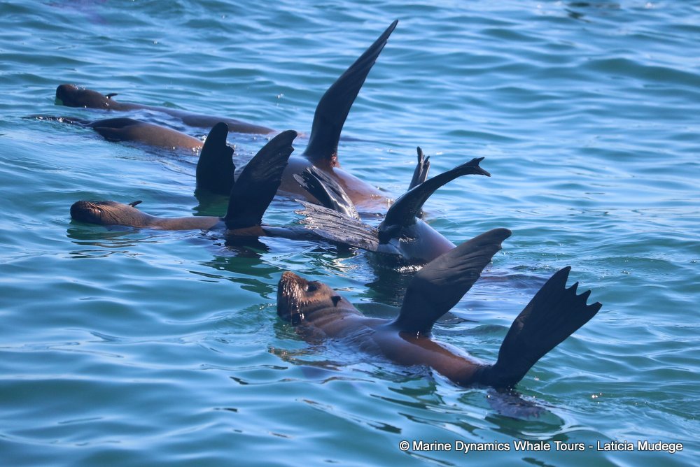 cape fur seal, whale watching, gansbaai, south africa