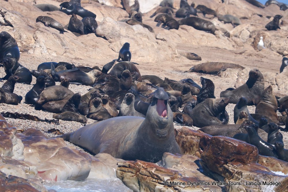 elephant seal, whale watching, gansbaai, south africa
